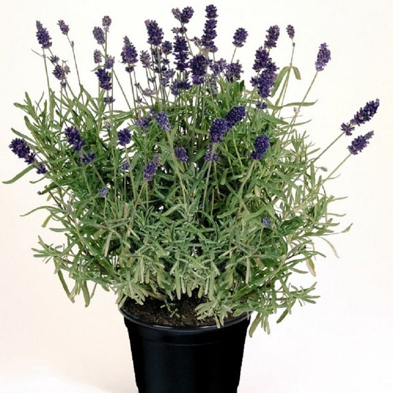 Lavandula Seeds 50 Vicenza Blue Lavender Seeds English Lavender - Etsy