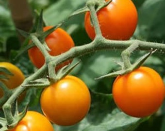 MPB#6 Sun Gold Tomato Seeds Sungold Seeds 25 Seeds