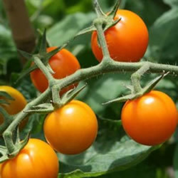 Tomato Seeds 200 Bulk Sungold Tomato Seeds Sun Gold