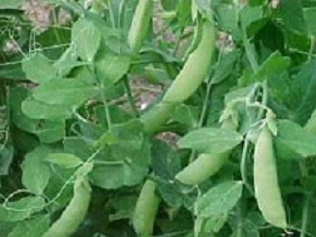 100 Pea Seeds Little Marvel Pea Garden Seeds Etsy UK
