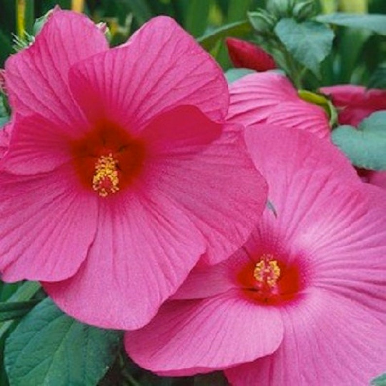 nurseryseeds Hibiscus Seeds