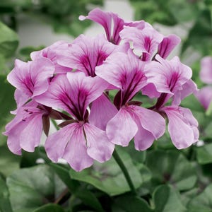 BIN#1R7D4 Seeds Film Coated Tornado Lilac 15 Geranium Seeds Trailing Geranium