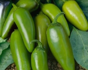 Pepper Seeds 25 Jalapeno Mucho Nacho F1 Hot Pepper Seeds Large Jalapeno Seeds