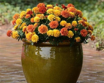 Marigold Seeds 100 Marigold Strawberry Blonde Seeds