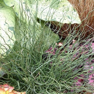 May include: A close-up of a green, curly, wispy plant with a variegated green and white leaf in the background.