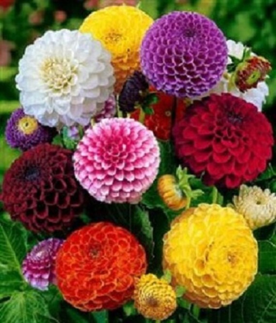 50 Dahlia Seeds Pom Pom Mix Dahlias Seeds Flower Seeds - Etsy Canada