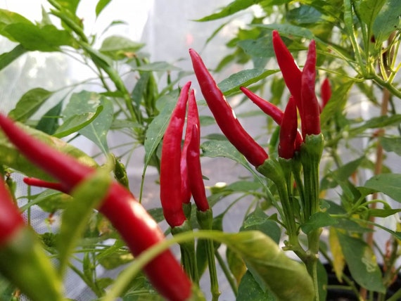 Free US ship Spicy/hot  Buy 4 get 1 Free !! 10 Thai Dragon pepper seeds