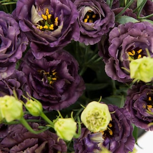 Lisianthus Seeds Rosanne Black Pearl 25 Pelleted Seeds F1 Variety Black Lisianthus