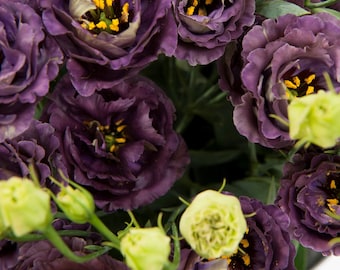 Lisianthus Seeds Rosanne Black Pearl 25 Pelleted Seeds F1 Variety Black Lisianthus