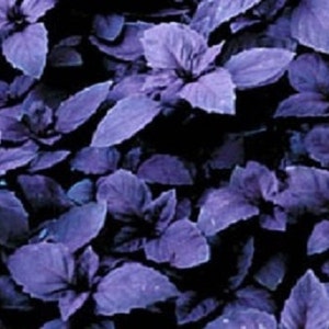 May include: A close-up of a patch of purple basil leaves. The leaves are dark purple and have a slightly textured surface.