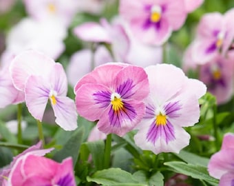 Pansy Seeds Inspire Plus Pink Shades 50 Flower Seeds