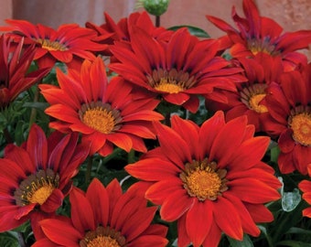 Gazania seeds New Day Red Shades 50 seeds