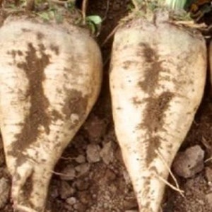 Vegetable Seeds 250 Sugar Beet Seeds Garden Seeds