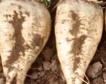 Vegetable Seeds 250 Sugar Beet Seeds Garden Seeds