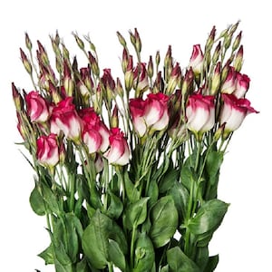 Lisianthus Seeds Lisianthus Adom Red Picotee 25 Pelleted Seeds