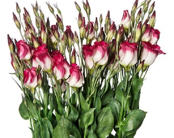 Graines Lisianthus Lisianthus Adom Red Picotee 25 graines enrobées