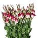 see more listings in the graines de fleurs section