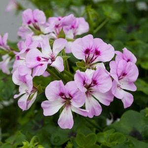 Ivy Geranium Seeds Reach Out Lilac Bi Color 15 Seeds Trailing Geranium