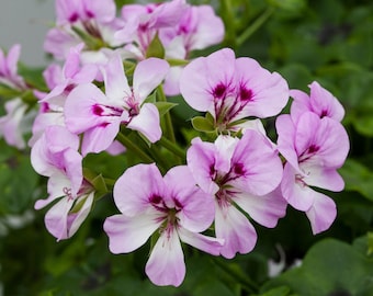 BIN#1R7D4 Ivy Geranium Seeds Reach Out Lilac Bi Color 15 Seeds Trailing Geranium