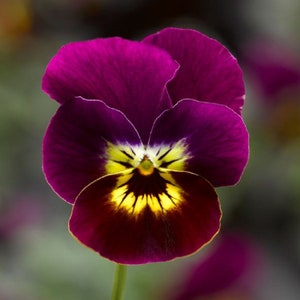 Viola Seeds 50 Seeds Penny Viola Tiger Face