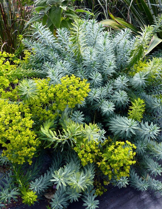Euphorbia Seeds Blue Haze 25 Seeds Sedum Seeds Perennial Euphorbia Seeds Blue Haze 25 Seeds Sedum Seeds Perennial
