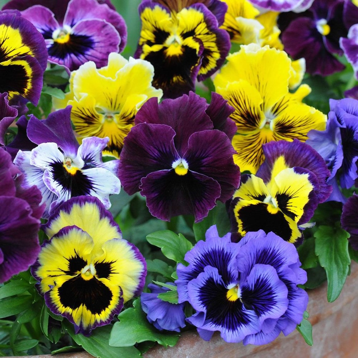 Pansy Seeds Frizzle Sizzle Mix 25 Thru 500 Seeds you pick Etsy