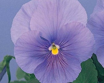 50 Seeds Snow Pansy Sky Blue FLOWER SEEDS snowpansy