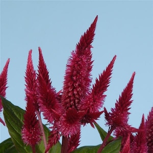 Celosia Seeds 25 Pelleted Seeds Celosia Celway Red Cockscomb Seeds