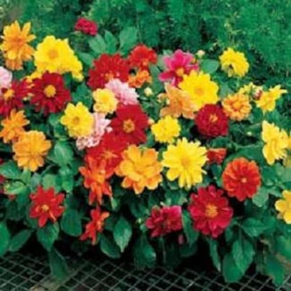 50 Dahlia Seeds Figaro Mix Seeds Dahlia Flowers - Etsy 日本