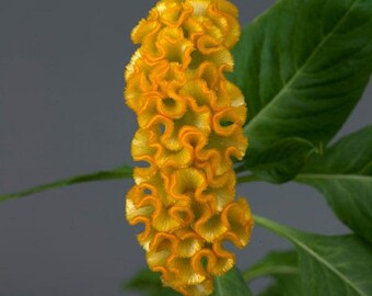Celosia Seeds 25 Pelleted Seeds Celosia Neo Gold Cut Flower Seeds