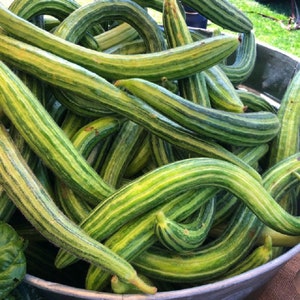 MPB#10 Painted Serpent Cucumber Seeds 25 thru 300 Seeds