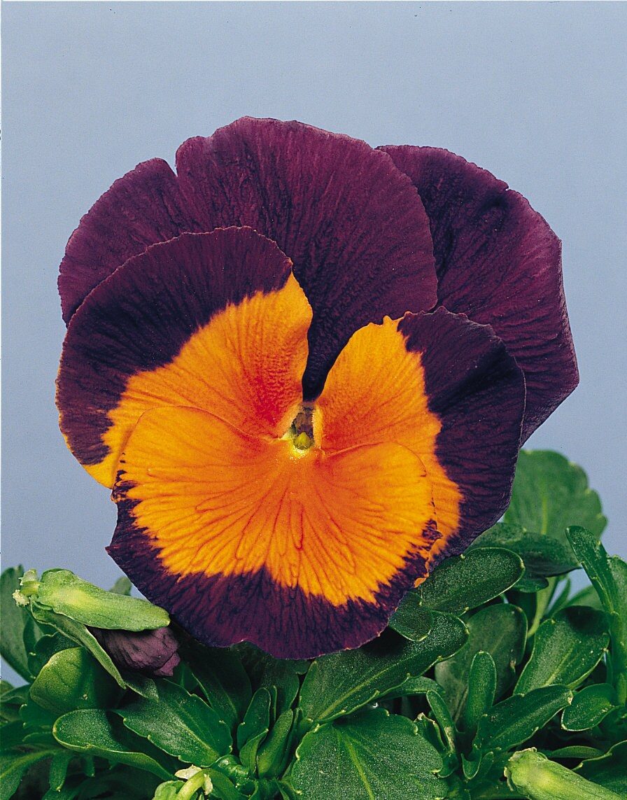 Pansy Seeds Joker Jolly Viola Seeds 25 Thru 500 Seeds Pansies Etsy