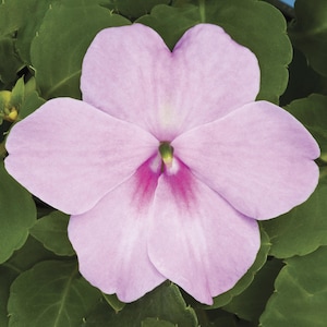 Impatiens Seeds 50 Seeds Impatiens Xtreme Lavender flower seeds