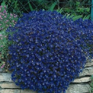 100 Seeds Rock Cress Cascading Blue (PERENNIAL)