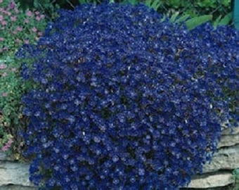 100 Seeds Rock Cress Cascading Blue (PERENNIAL)