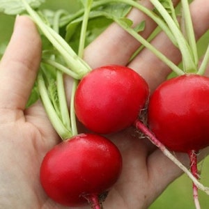 Vegetable Seeds German Giant Radish Seeds 500 Seeds Huge Radish
