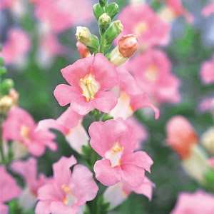 50 Snapdragon Seeds Snapdragon Chantilly Light Pink Cut Flower Seeds