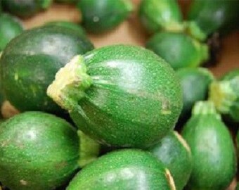 Vegetable Seeds 50 Round Eight Ball Zucchini Round Squash