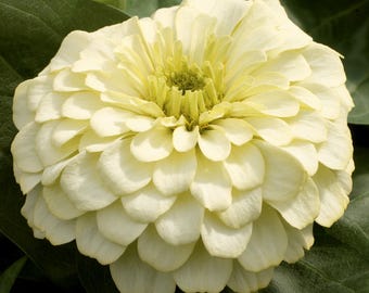 Flowers 25 Zinnia Seeds Zinnia Magellan Ivory Zinnias White Flower