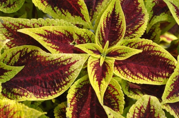 Coleus Seeds Coleus Premium Sun Crimson Gold 15 Thru 200 Etsy
