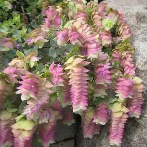 Kirigami Oregano 50 Seeds Ornamental Oregano Trailing Oregano Seeds