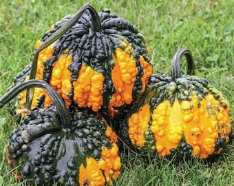 May include: Three decorative gourds with a bumpy, warty texture. The gourds are a mix of dark green and orange.