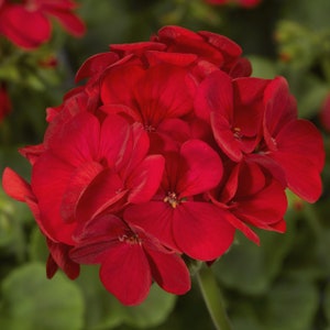 MPB#3 Geranium Seeds Multibloom Red Pelargonium Seeds 15 thru 250 Seeds