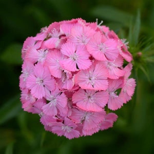 Cut Flowers 50 Pelleted Dianthus Seeds Dianthus Sweet Pink Maxine
