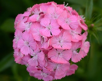 Cut Flowers 50 Pelleted Dianthus Seeds Dianthus Sweet Pink Maxine