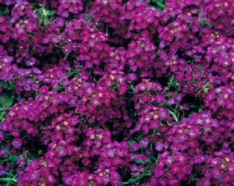 2,000 Bulk Alyssum Seeds Wonderland Deep Purple Ground Cover
