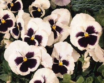 50 Seeds Snow Pansy White Blotch FLOWER SEEDS snowpansy