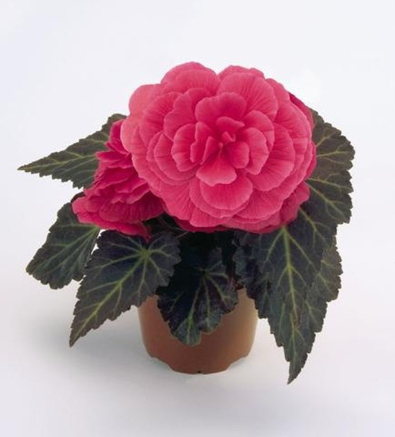 Mpb6 Begonia Seeds Begonia Nonstop Mocca Pink 100 Bulk Etsy