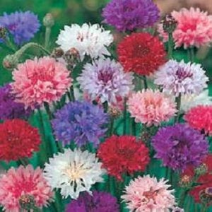 May include: A vibrant collection of cornflower blossoms in various colors, including pink, red, purple, white, and blue. The flowers have a fluffy, layered appearance and are clustered together, creating a colorful display.