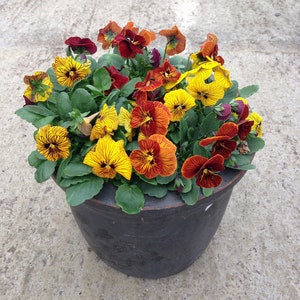 50 Viola Seeds Angel Tiger Eye Mix Pansy Seeds